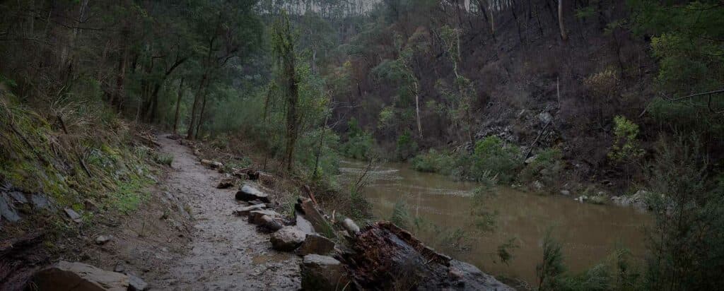 Muddy forest path beside river